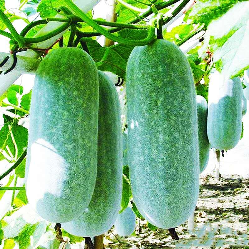 新鲜【节瓜】翠玉瓜/毛瓜/笋瓜/西葫芦 2-3人份 (1kg-1.20kg) 1整根